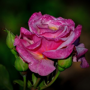 Beauty romantic petals photo
