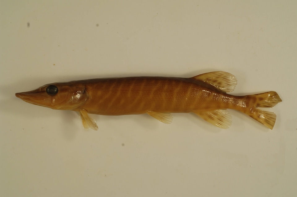 Esox masquinongy x lucius-8