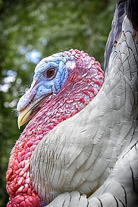 Birds farm animal nature