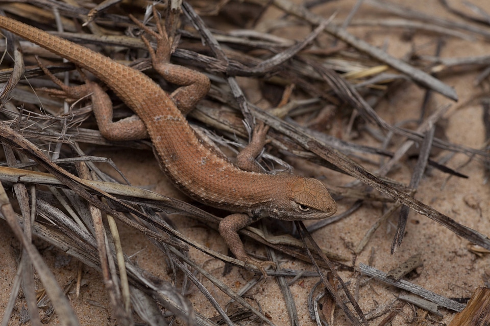 Dunes sagebrush Lizard-9