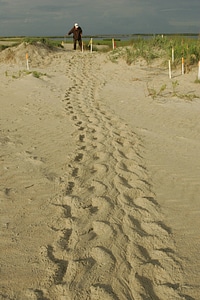 Sea turtle crawl-1