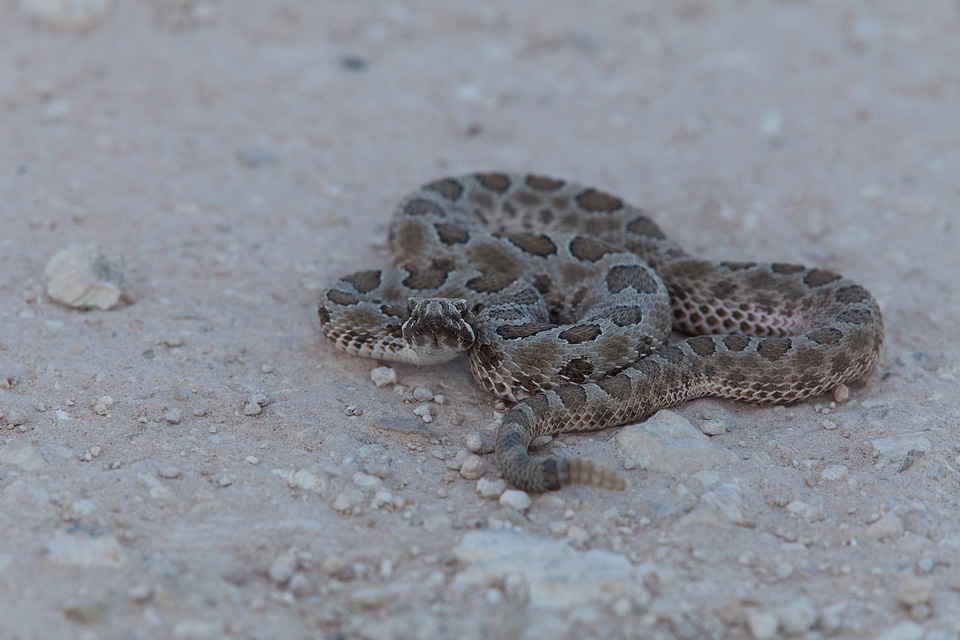 Western Massasauga Rattlesnake-3