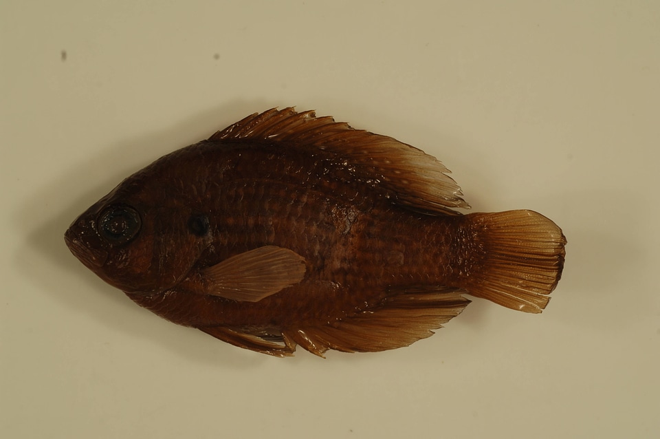 Enneacanthus gloriosus-3