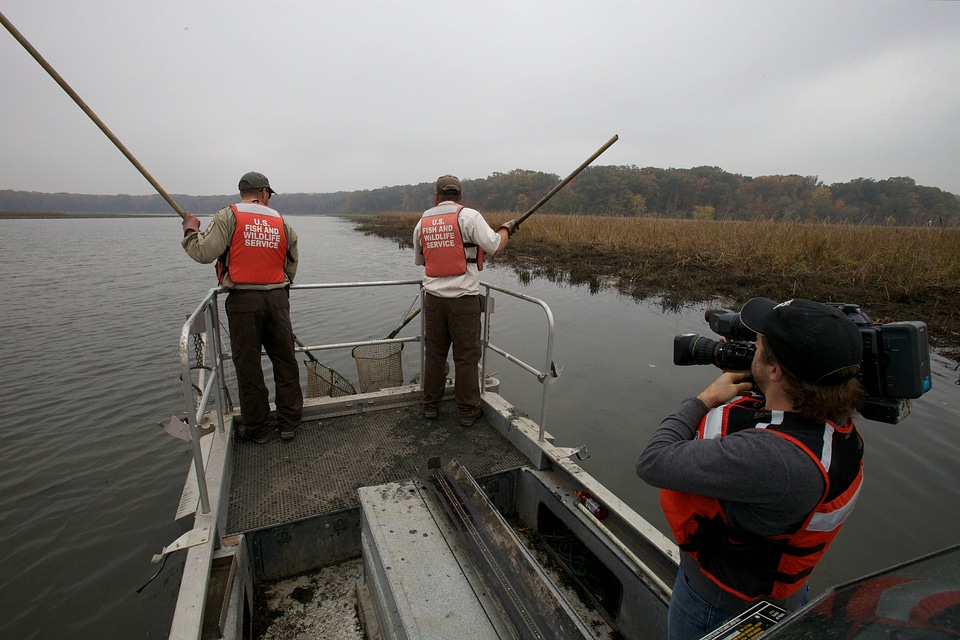 Electrofishing for Northern Snakehead-1
