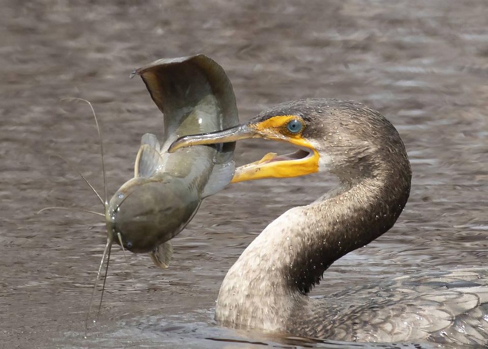 Double-crested cormorant-1