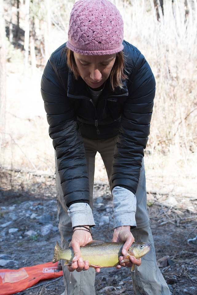 Biologist holds adult Gila trout
