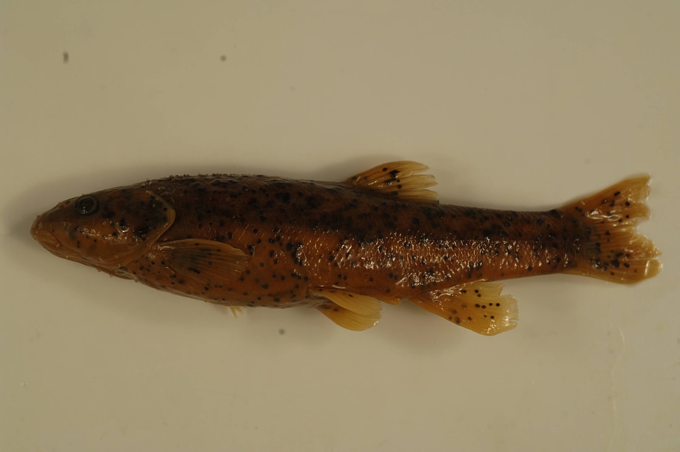 Rhinichthys obtusus-3