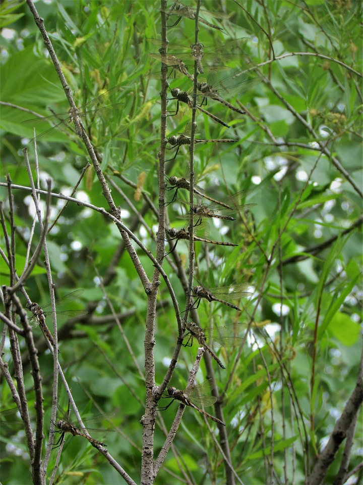 Dragonflies gather on a tree