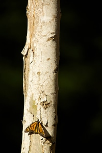 Monarch butterfly-1