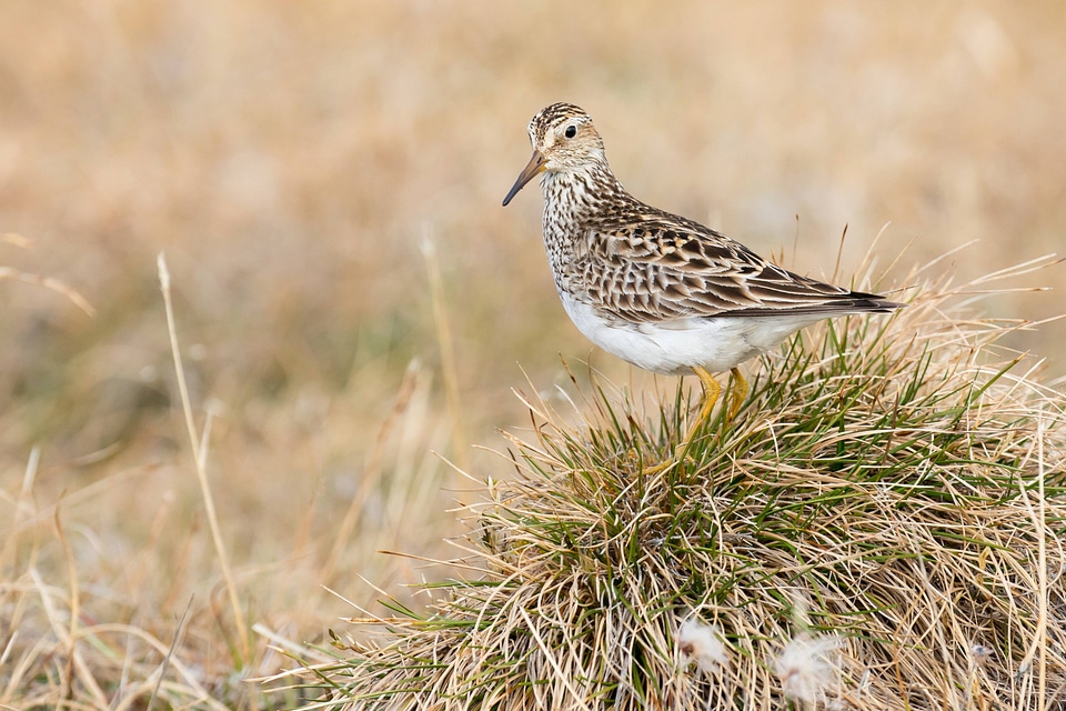 Pectoral sandpiper-3