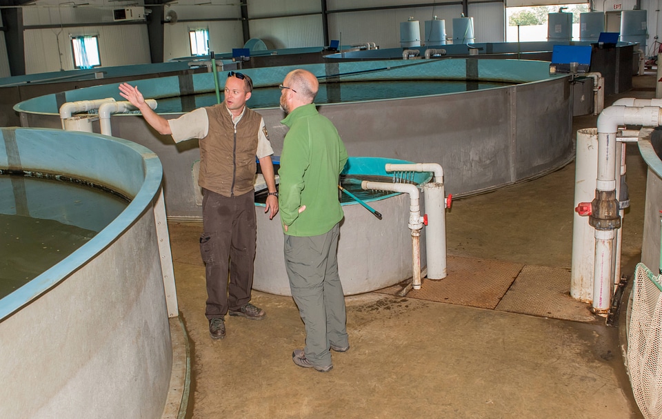 Biologists in Broodstock area in Sturgeon Building-1