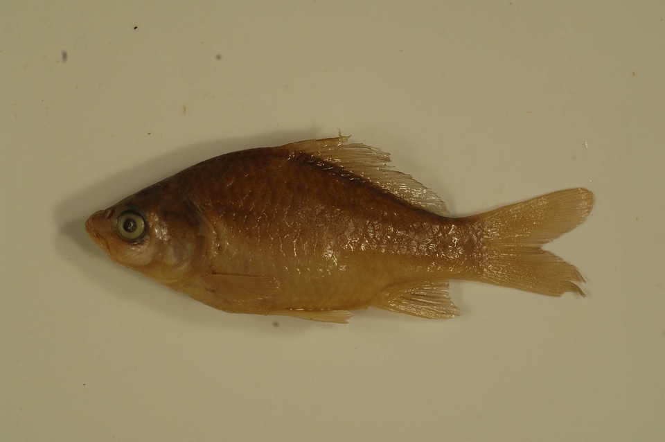 Carassius auratus-4