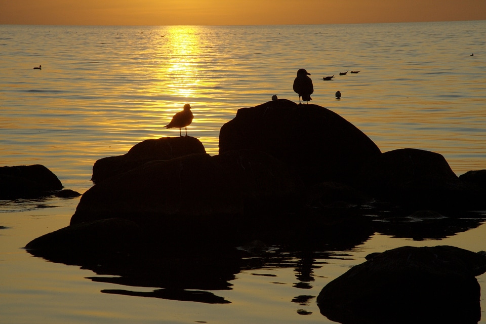 Birds beach sunset