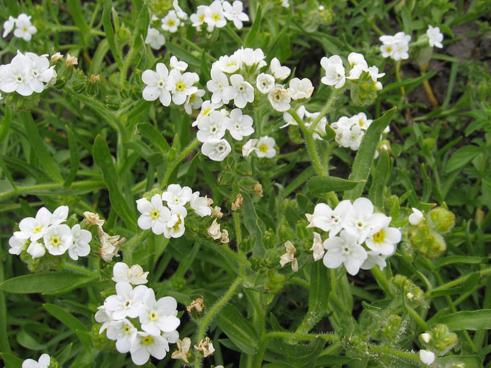 Rough Popcornflower