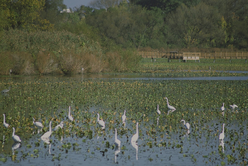 Egrets at John Heinz National Wildlife Refuge