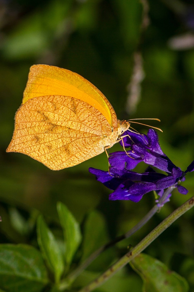 Tailed Orange 