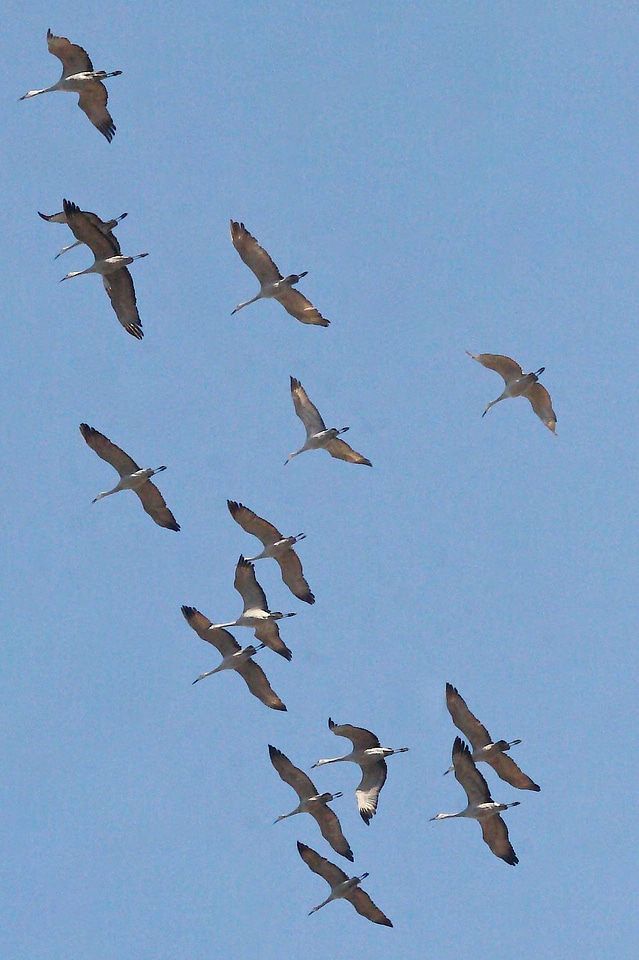 Mississippi Sandhill Crane-1