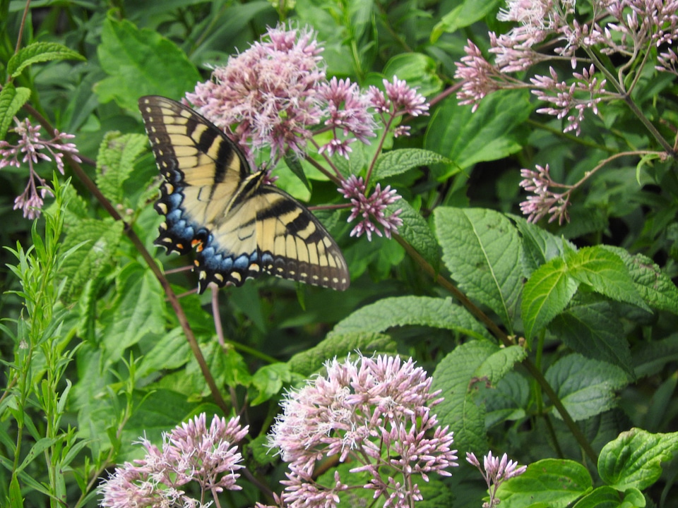 Eastern tiger swallowtail on Joe-Pye weeds-1