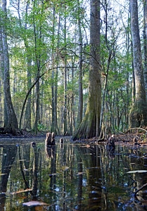 Coastal bottomland forest-1