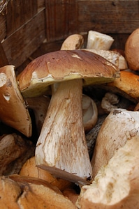 Mushrooms forest in the fall of photo