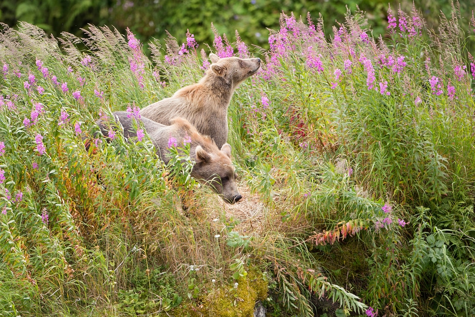 Kodiak brown bears in a wildflower field
