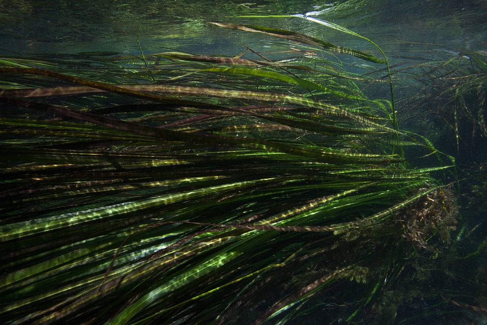 Underwater shot of Texas Wild Rice-4