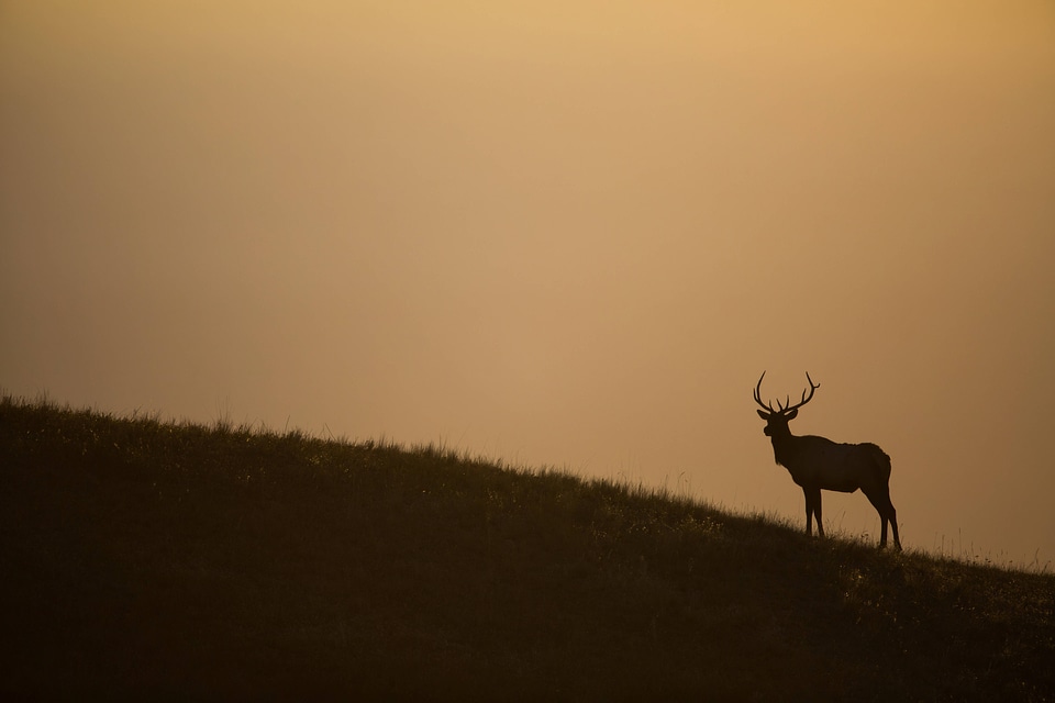 Bull Elk silhouetted against sky-1
