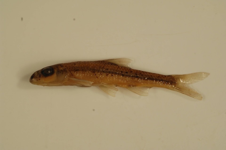Macrhybopsis hyostoma-3