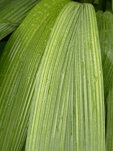 Green curculigo capitulata palm grass