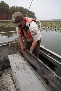 Electrofishing for Northern Snakehead-1
