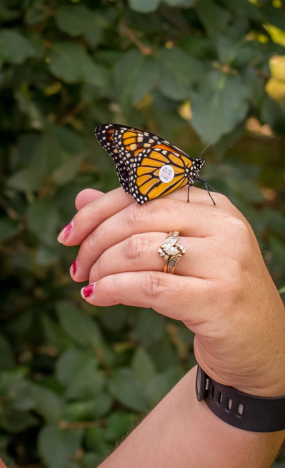 Monarch butterfly on woman's hand-7