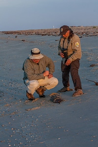 Biologist shows visitor horseshoe crab on beach-2 photo