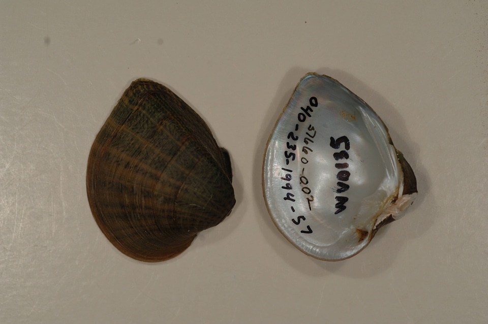 Truncilla truncata-1