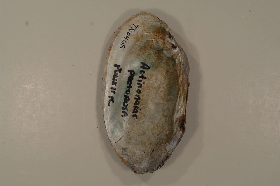 Ortmanniana pectorosa (inside)