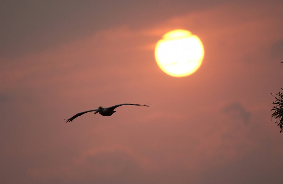 Pelican flying below a vibrant setting sun