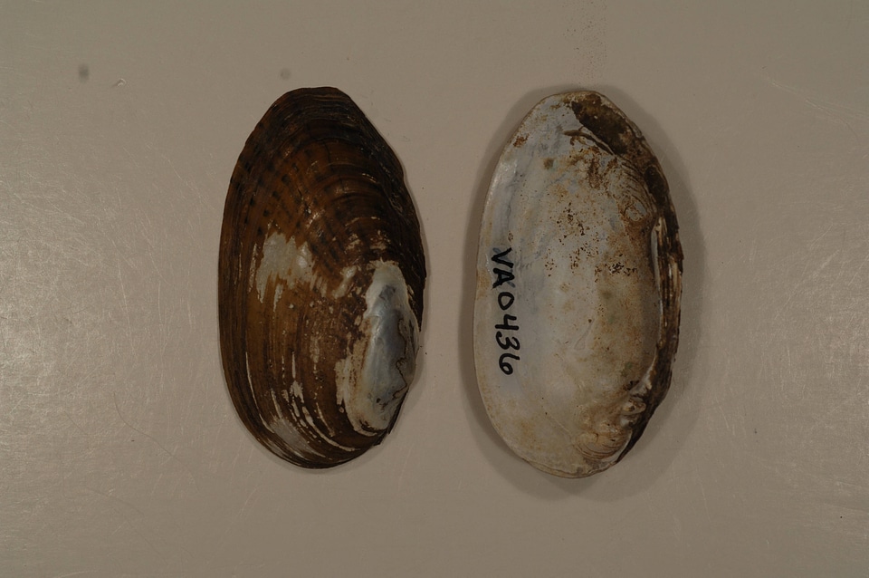 Villosa iris-1