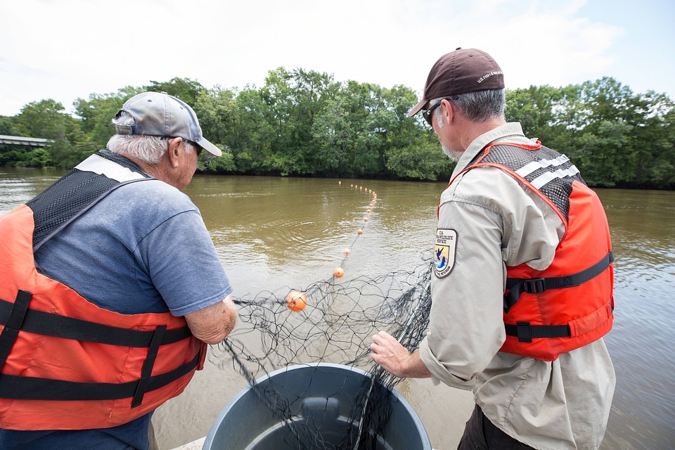 Biologists in boat net Gulf sturgeon in river-5