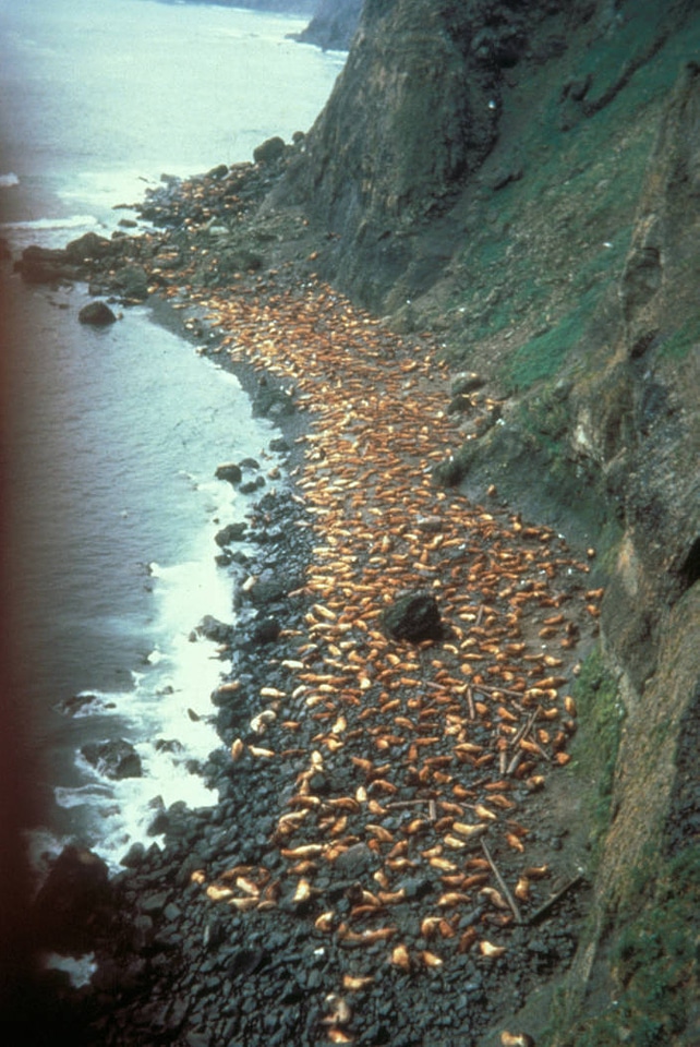 Ugamak Island, Stellers Sea Lion rookery, 1967