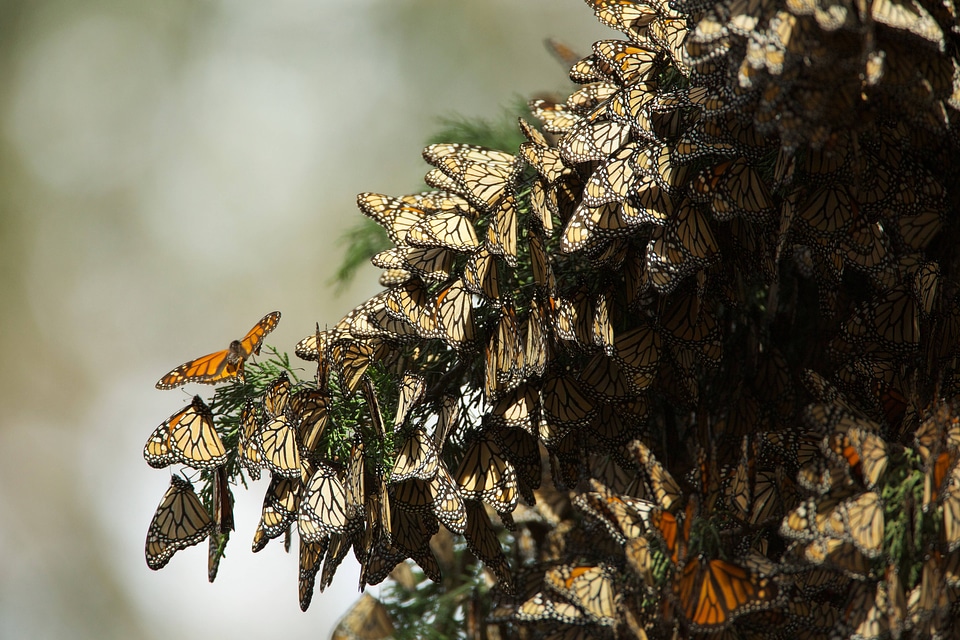 Monarch butterflies-2