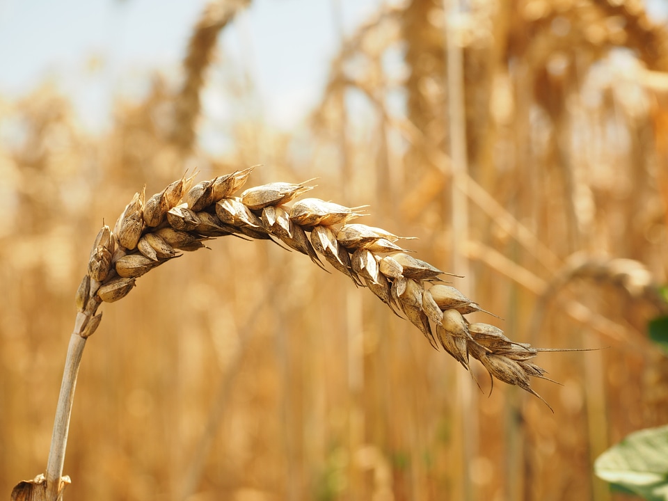 Grain field wheat field