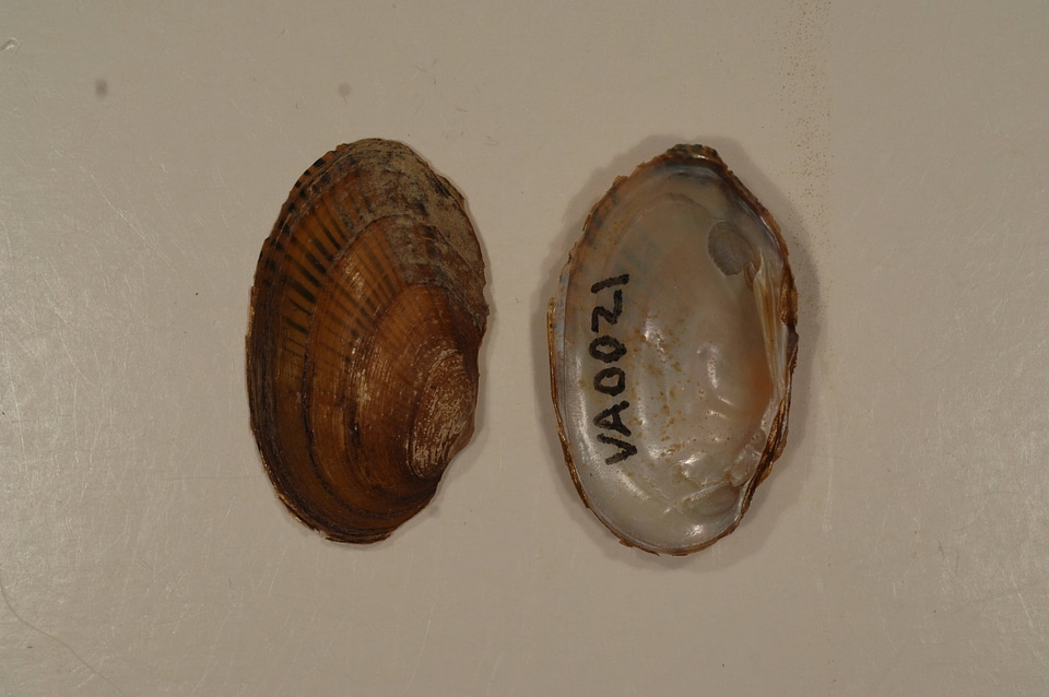 Villosa iris-4