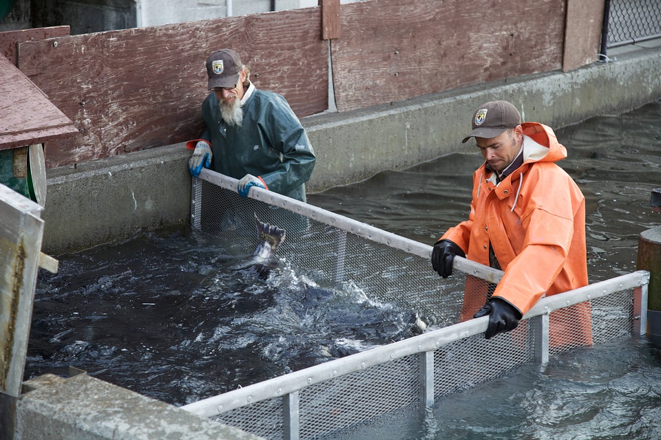 Service employees crowding Fall Chinook salmon-1