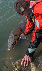 USFWS Fisheries workers releasing lake sturgeon-1