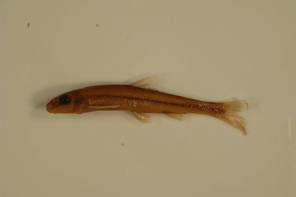 Phenacobius catostomus