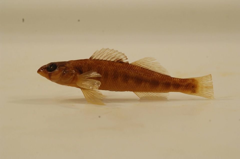 Percina shumardi-5