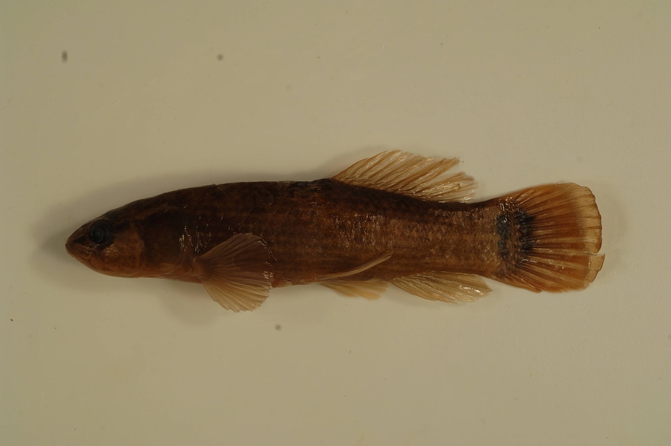Umbra pygmaea-2