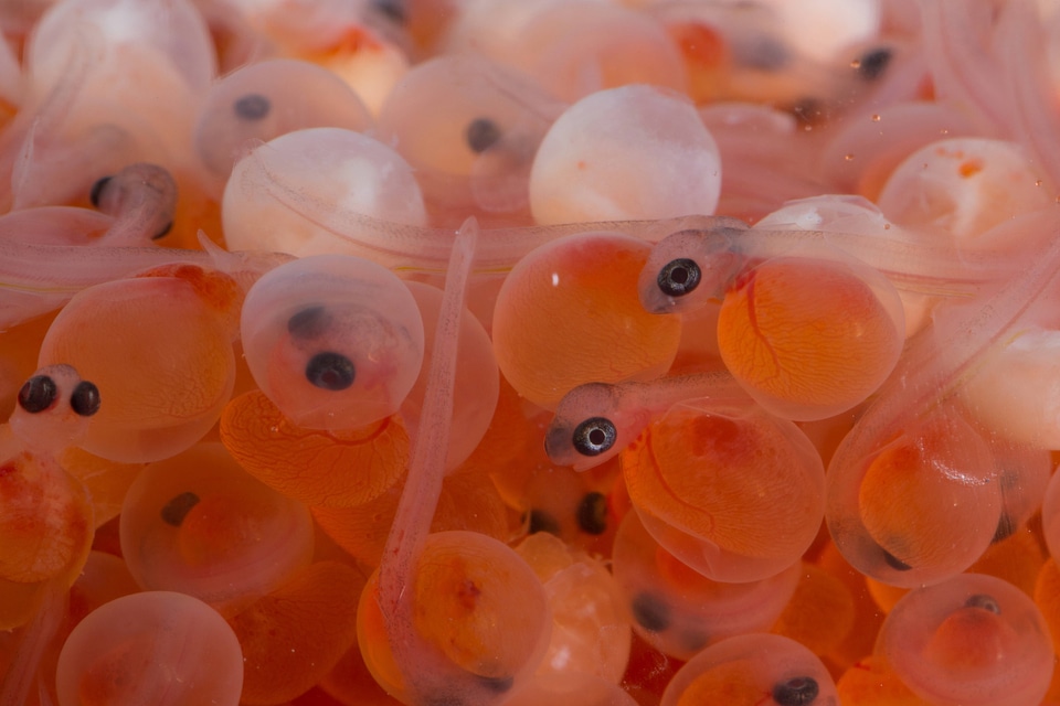 Rainbow trout eggs-1