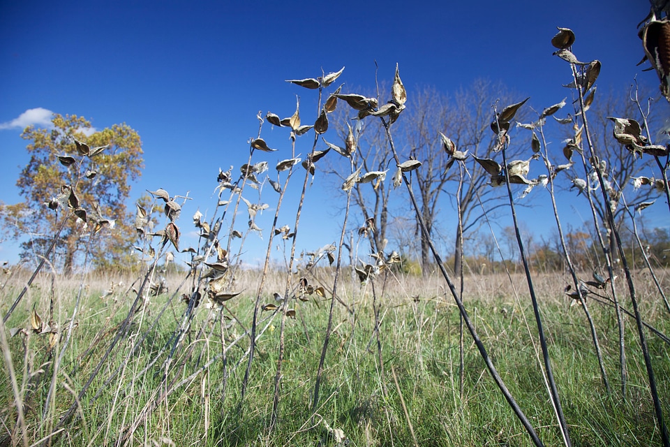 Milkweeds in a field