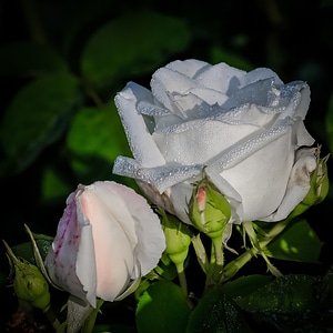 Beauty romantic petals