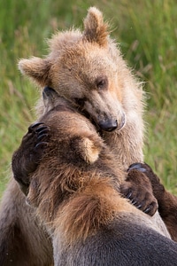 Kodiak brown bears playing-1